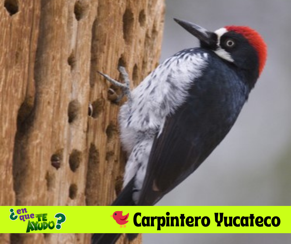 Pájaro Carpintero Yucateco