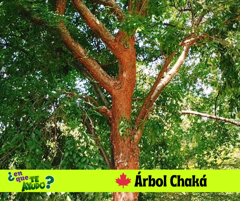 árbol CHAKÁ