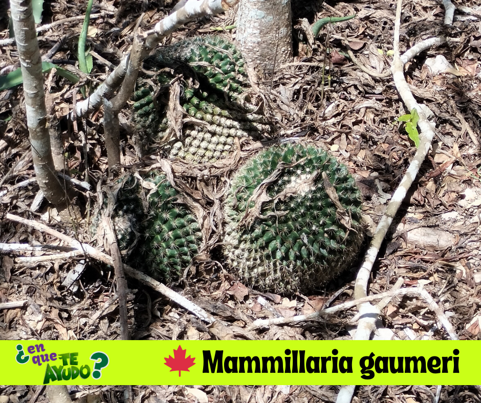 Mammillaria gaumeri