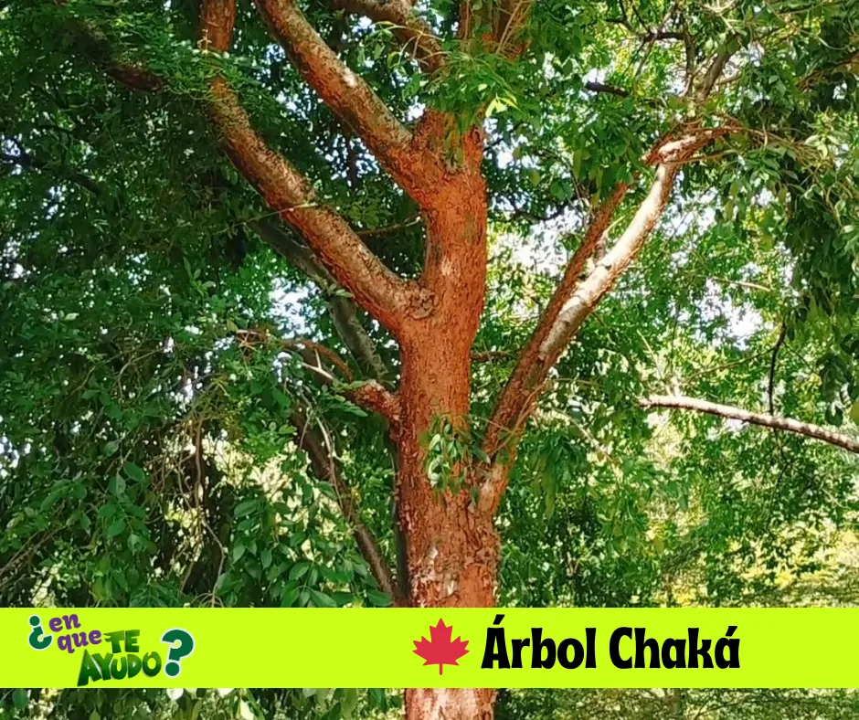 Flora del árbol Chaká